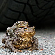 Common Toad / European Toad (Bufo bufo) pair in front of car tire migrating in amplexus on road to breeding pond in spring, Germany